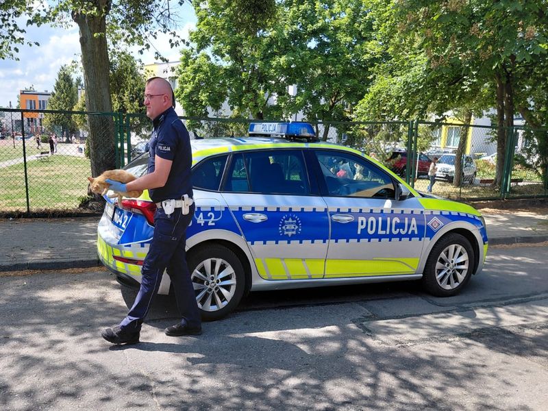 potrącony kot Brachlewo