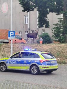 Dzikie zwierzę łoś w Kwidzynie spacerujący w pobliżu zabudowań