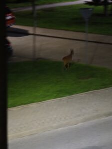 Sarny pojawiające się wieczorem na osiedlu Zacisze w Kwidzynie