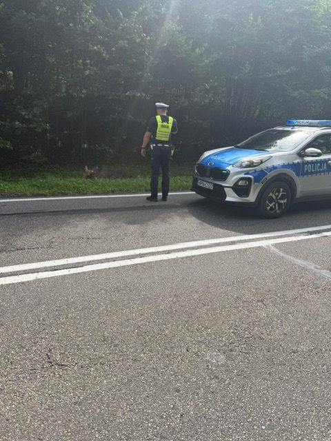 Dzikie zwierzę przy drodze – apel policji do kierowców przed jesienią