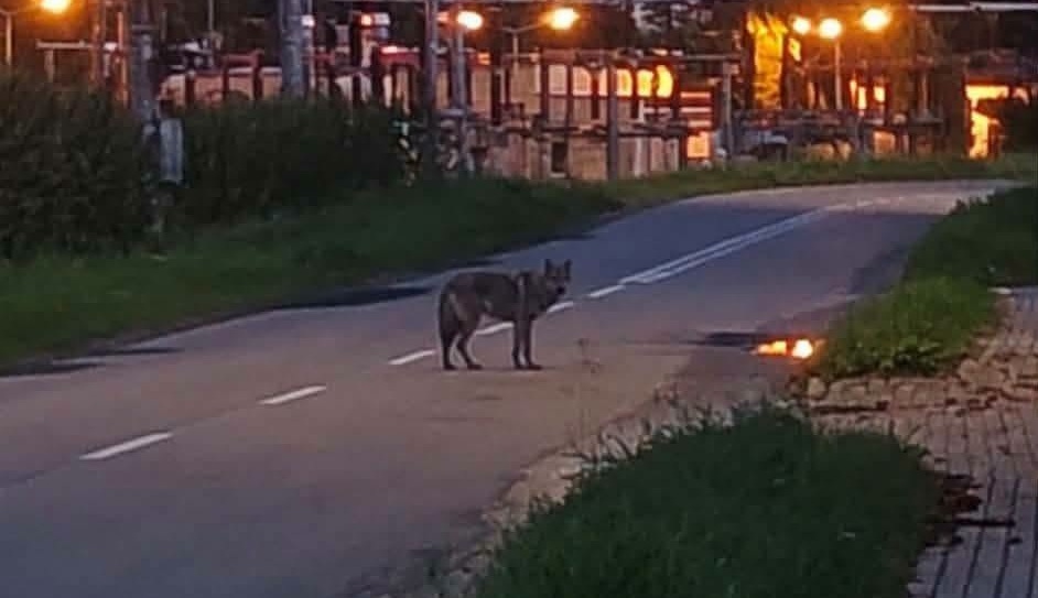 Zwierzę określone jako wilk zauważone w okolicach Marezy koło Kwidzyna
