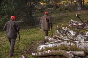 Obwieszczenie Wójta Gminy Kwidzyn o polowaniach zbiorowych Koła Łowieckiego Odyniec